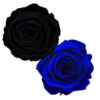 Black & Royal Blue